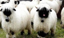 小羊羊爆料最新内容视频,揭秘视频背后的惊人真相！